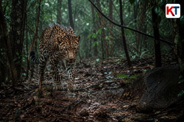 പട്ടി പുലിയുടേത് എന്ന് സംശയിക്കുന്ന ജീവിയുടെ കാൽ അടയാളം കണ്ടെത്തി.