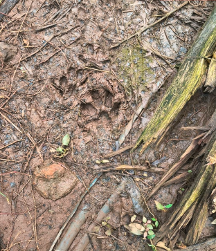 foot print of a animal like big cat