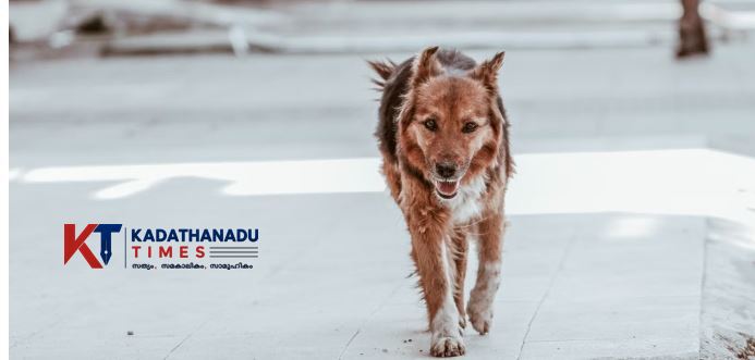വില്യാപ്പള്ളിയിൽ തെരുവുനായയുടെ പരാക്രമം;ഡ്രൈവർക്ക് കടിയേറ്റു