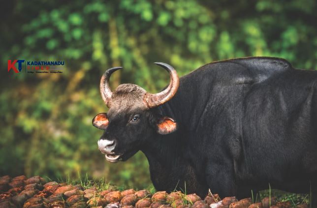 A reference picture of wild-gaur